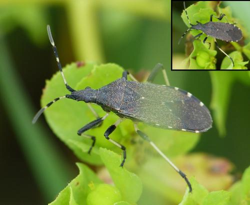 Dicranocephalus medius